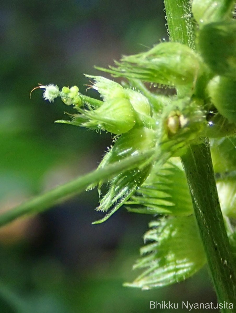 Acalypha ciliata Forssk.